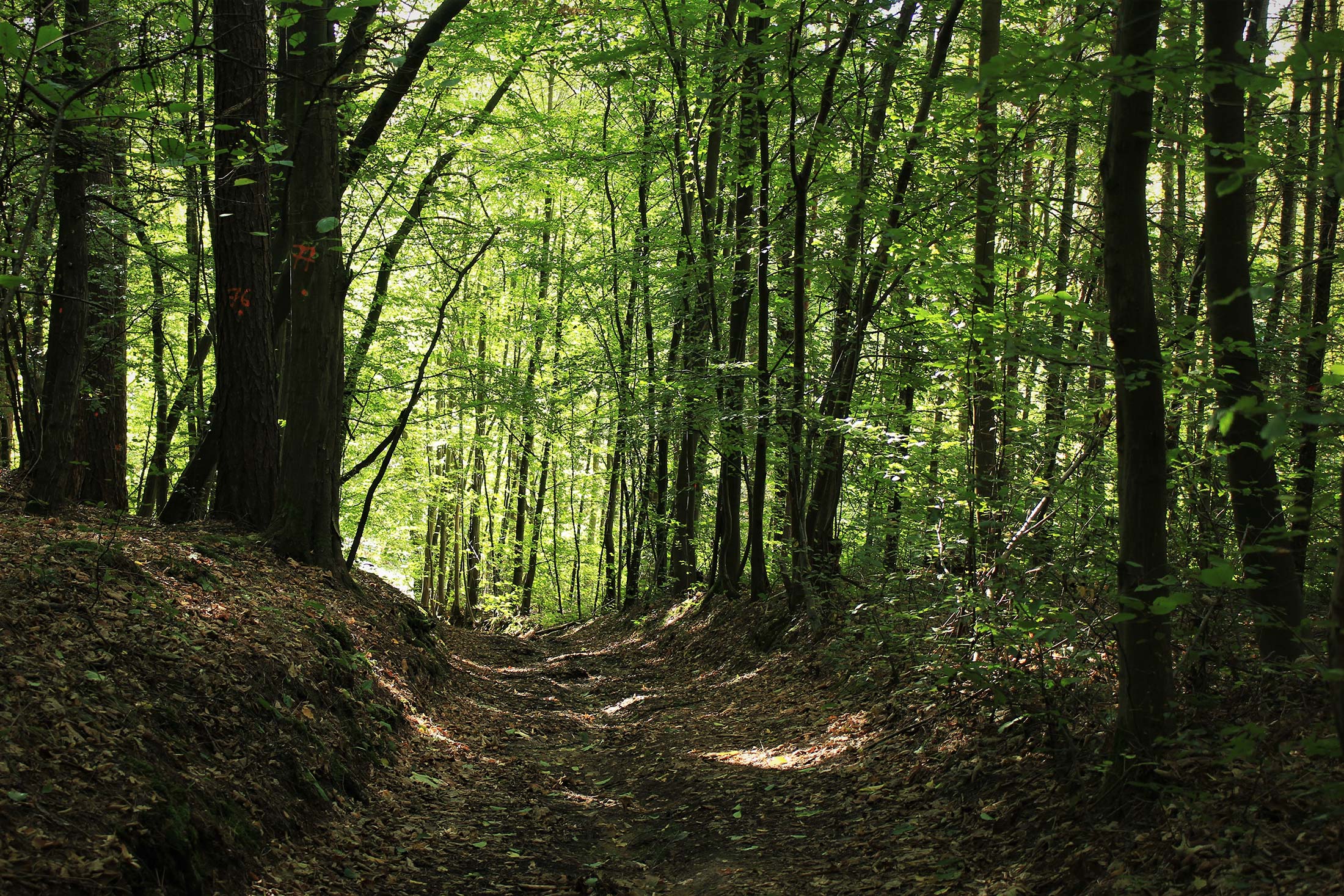 Forstbetrieb Korporation Beromünster