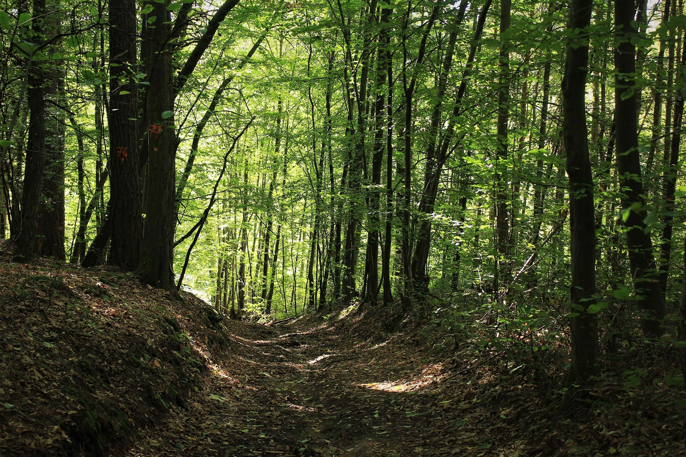 Forstbetrieb Korporation Beromünster